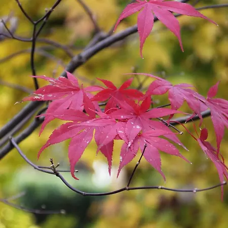 Dei Laghi Bed & Breakfast Magreglio